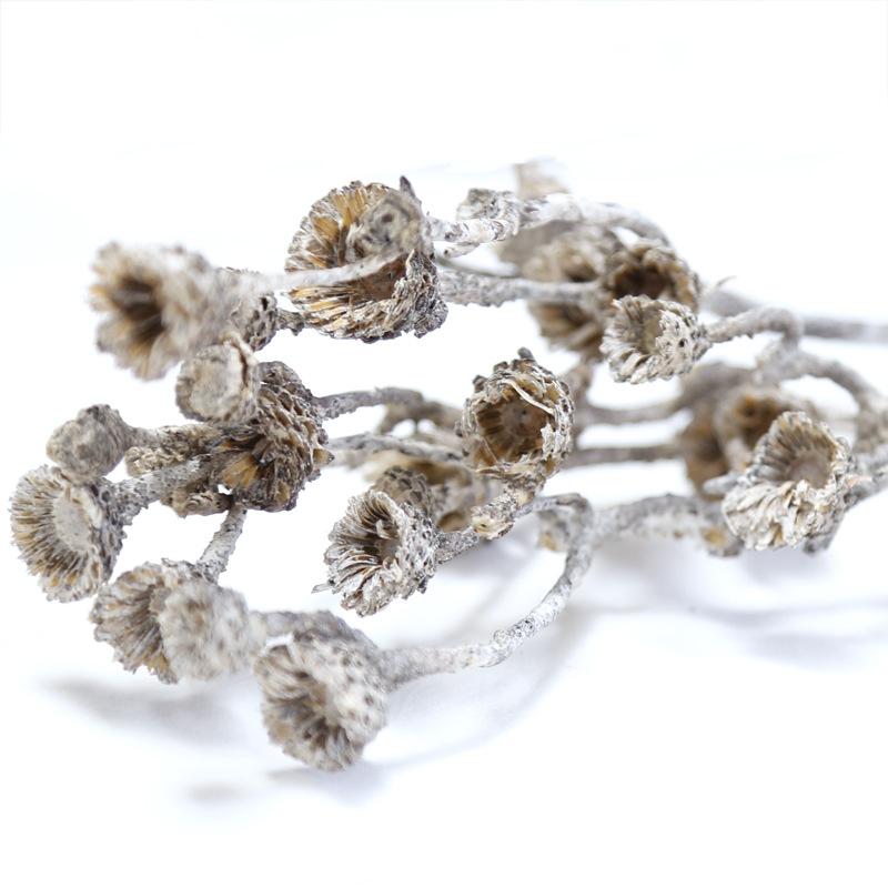 Hoa khô trang trí FY-122