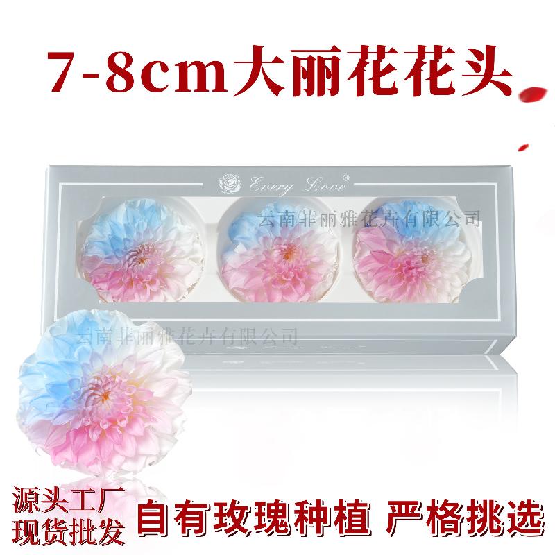 Hoa khô trang trí Hoa thược dược vĩnh cửu 7–8cm chuyển màu DIY hoa trang trí cưới (HK-21)