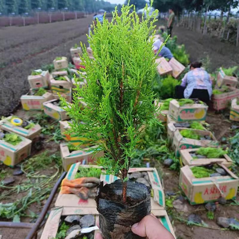 Trang Trí Noel Cây giống cây xanh quanh năm: cây tùng bách, cây bách tùng, cây sồi bách, cây tuyết tùng, cây hoàng tùng, lý tưởng cho trang trí và xanh hóa đất.
