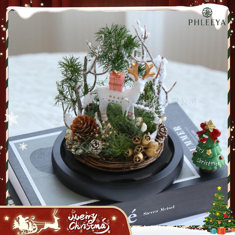 Hoa khô trang trí Hoa hồng vĩnh cửu cây thông Noel quà Valentine Thất Tịch (HK-80)