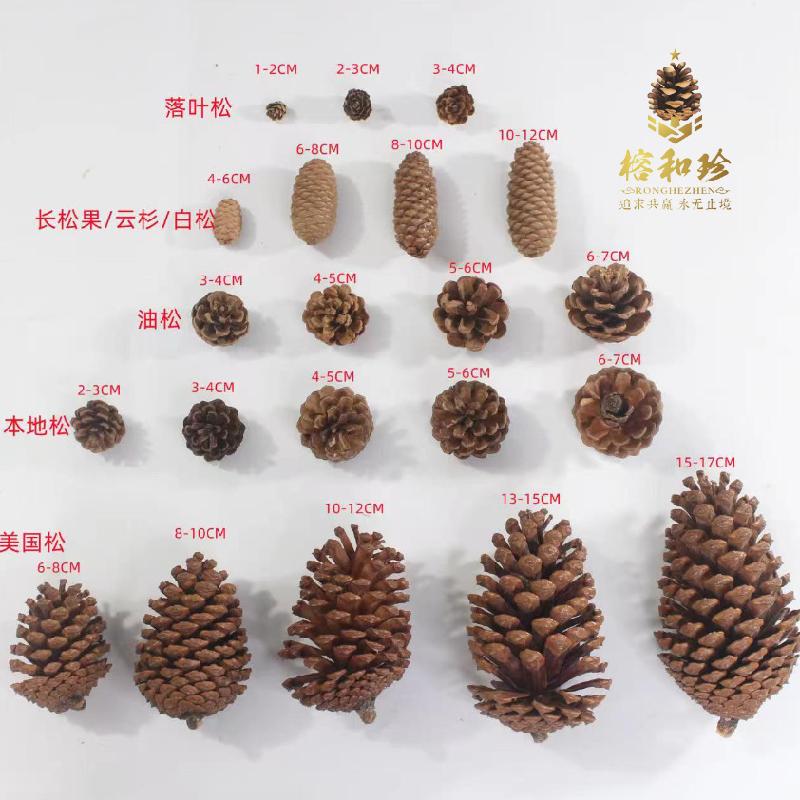 Trang Trí Noel Trang trí Noel: Quả thông Mỹ, quả thông bản địa tự nhiên