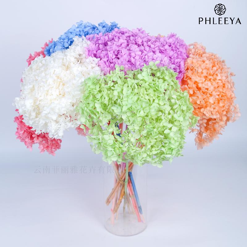 Hoa khô trang trí Cẩm tú cầu Anna vĩnh cửu hoa khô DIY trang trí nhà cửa (HK-7)